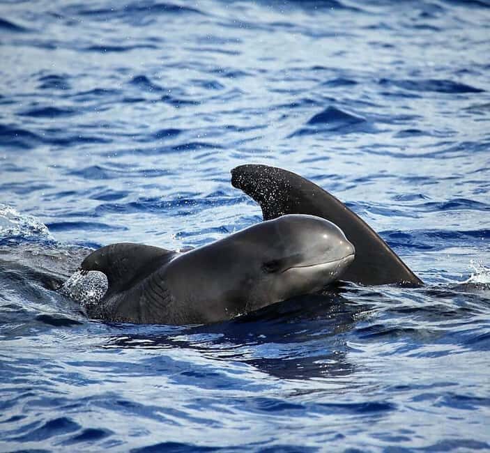 Madeira: Responsible Whales and/or Dolphins Watching Tour - The Itinerary: What to Expect