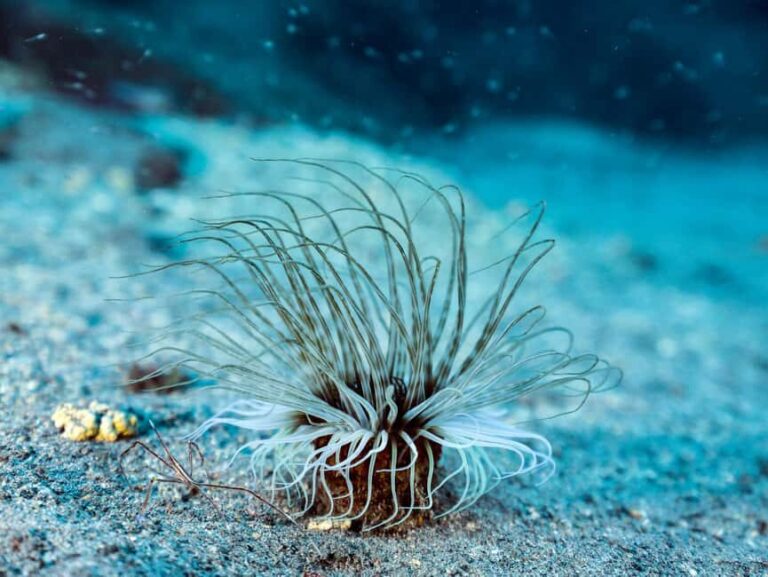 Madeira: Stingray Diving Experience in Caniçal - What to Expect During This Tour
