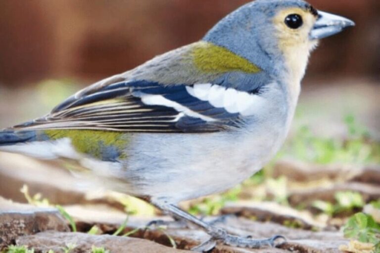 Madeira : Walking Tour-Rabaçal /25 Fontes - Authentic Reviewer Insights