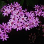 Madeira Walks - Rabaçal and the 25 Fountains - The Itinerary: What to Expect