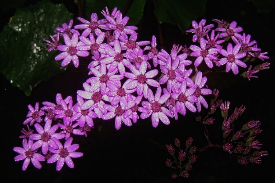 Madeira Walks - Rabaçal and the 25 Fountains - The Itinerary: What to Expect