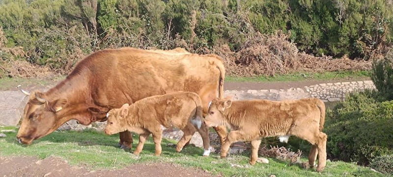 Madeira West Island Full-Day Tour with Fanal Forest - What We Loved About the Tour
