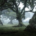 Madeira: West Tour With Guide Fanal Forest SykWalkExperience - Why This Tour Works for Travelers