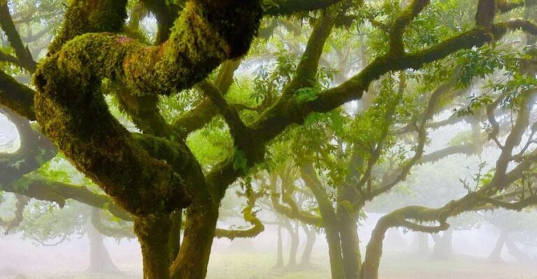 Madeira: Western Madeira Guided Trip & Fanal Mystic Forest - What the Tours Don’t Cover (and Why it Matters)