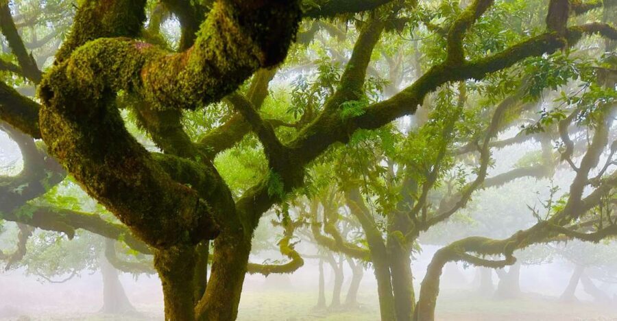 Madeira: Western Madeira Guided Trip & Fanal Mystic Forest - What the Tours Don’t Cover (and Why it Matters)