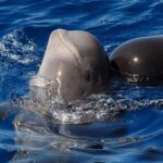 Madeira: Whale and Dolphin Watching Tour - Final Thoughts