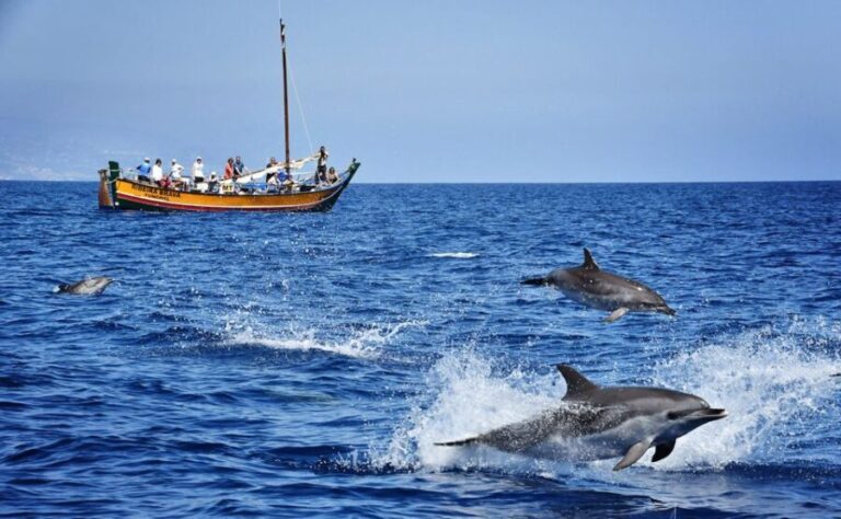 Madeira: Whale Watching Excursion in a Traditional Vessel - What to Expect During the Trip