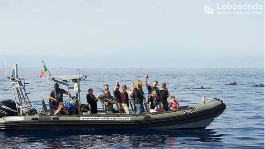 Madeira: Whale Watching Tour by Stenella - The Itinerary: What to Expect on Your 2-Hour Journey