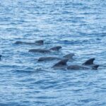 Madeira : Whales and Dolphins wooden boat excursion - Final Thoughts