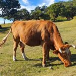 Madeira: Where the Sea Meets the Sky: Tour of the West - Who is This Tour Best For?