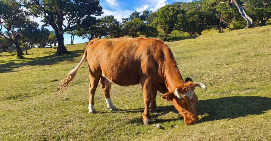 Madeira: Where the Sea Meets the Sky: Tour of the West - Who is This Tour Best For?