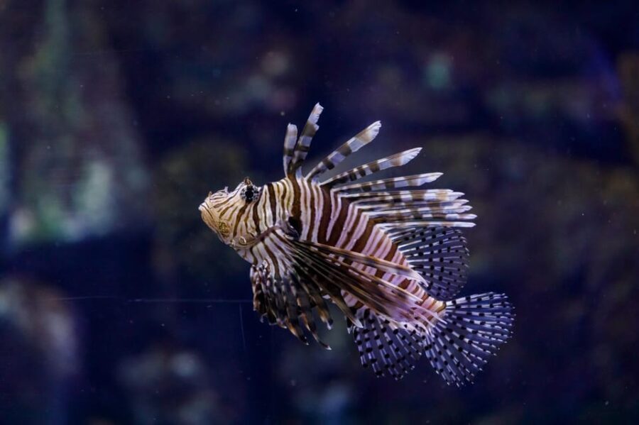 Madrid: Atlantis Aquarium Entry Ticket - Reviews and Visitor Experiences