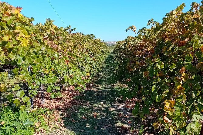 Madrid Wine Tour: Visit Two Wineries with Tastings - Analyzing the Cost and Value