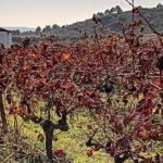 Madrid Winery Tour with Tasting & Sommelier Guide - FAQ