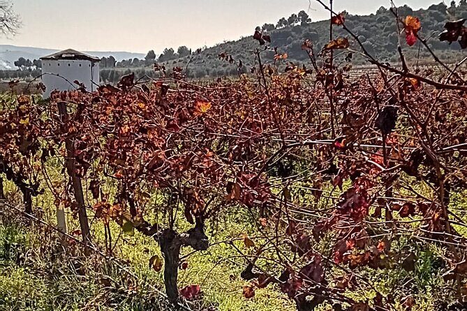 Madrid Winery Tour with Tasting & Sommelier Guide - FAQ