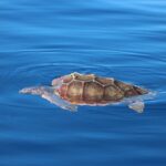 Magic Dolphin Celebrity - An In-Depth Look at the Tour Experience