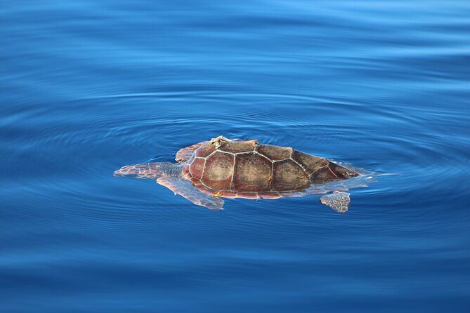 Magic Dolphin Celebrity - An In-Depth Look at the Tour Experience