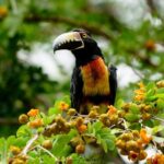 Mahahual and Costa Maya Birdwatching - What Travelers Say: Authentic Feedback