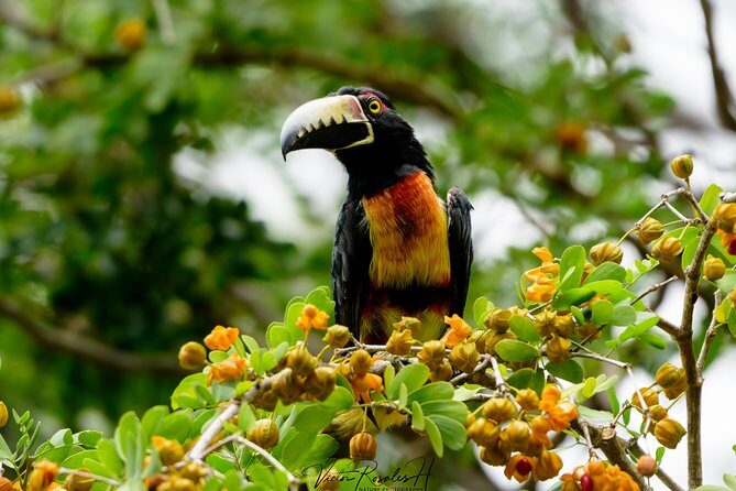 Mahahual and Costa Maya Birdwatching - What Travelers Say: Authentic Feedback
