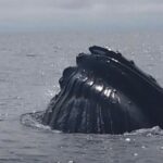 Maine Whale Watching Tour in Portland - Final Thoughts
