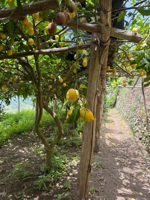 Maiori: Hiking Tour to A Lemon Farm with Lemon Tastings - What Makes the Lemon Farm Special