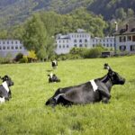 Maison Cailler Visit and Walk A Pioneer in the Meadows - Who Will Love This Tour?