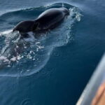 Makarska: Private Half-Day Boat to Hvar Island - What to Expect: A Step-by-Step Breakdown