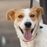 Make a dog's day and taste Greece in Skiathos - Frequently Asked Questions