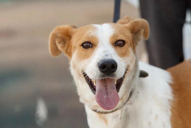 Make a dog's day and taste Greece in Skiathos - Frequently Asked Questions