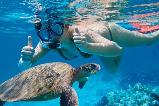 Makena Turtle Town Eco Adventure in Maui - The Marine Wildlife You Might Encounter