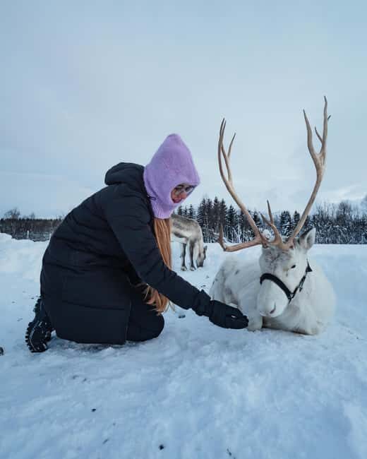 Malangen Sami Camp and Reindeer Experience with Lunch - Analyzing the Value