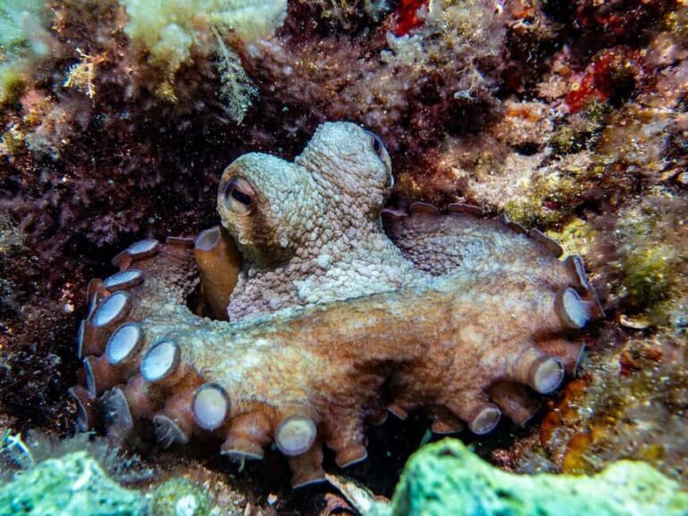 Mallorca: Adventure Diving (without a license - in the quiet off-season) - The Experience’s Strengths and Limitations