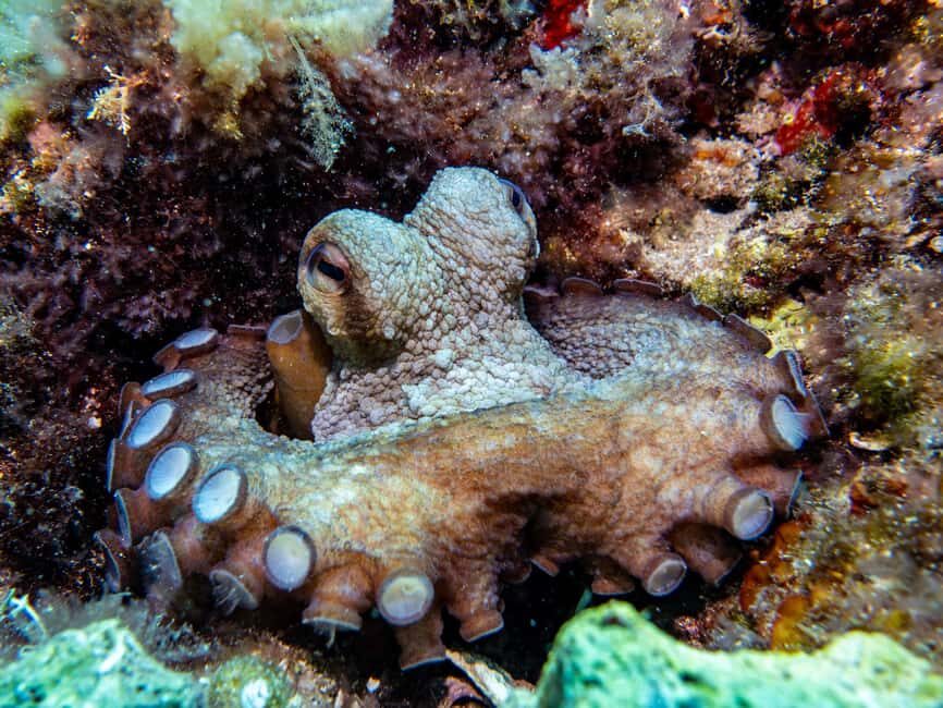 Mallorca: Adventure Diving (without a license - in the quiet off-season) - The Experience’s Strengths and Limitations