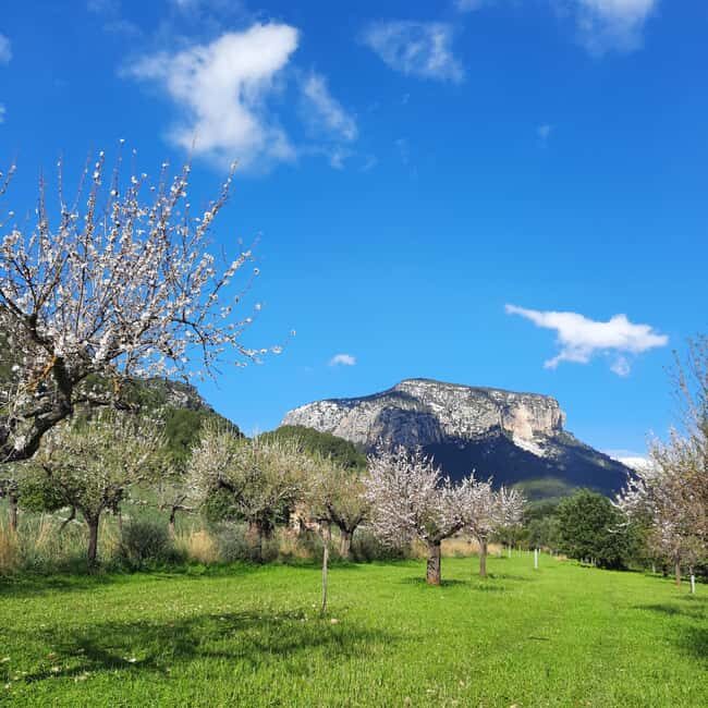 Mallorca: Almond Blossom Minivan Tour - GERMAN GUIDE - What the Reviews Say