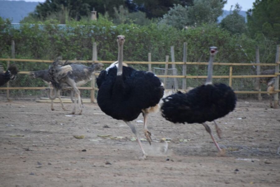 Mallorca: Artestruz - Ostrich Farm Ticket Entrance - How long is the tour, and what’s the pace?