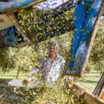 Mallorca: Bodega & Olives Minibustour with wine/oil tasting - The Practical Side: Logistics and Value