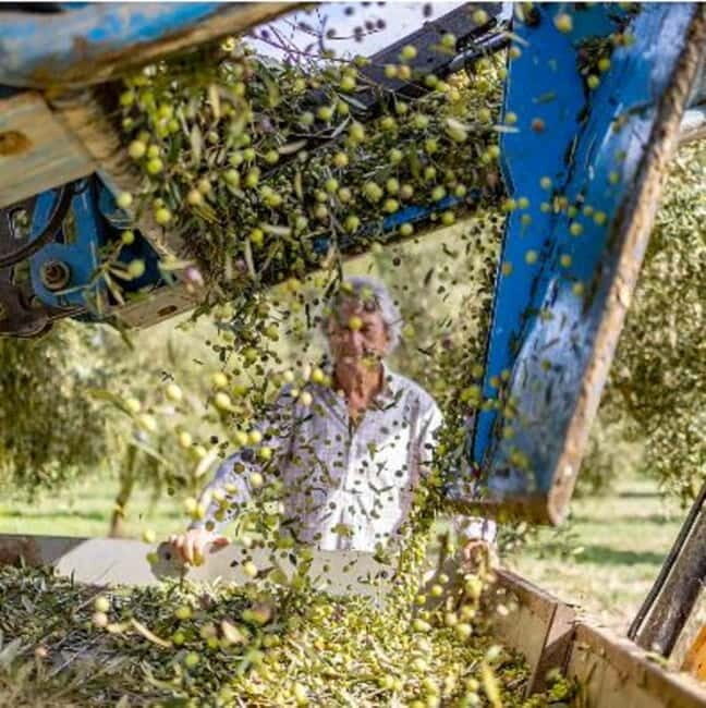 Mallorca: Bodega & Olives Minibustour with wine/oil tasting - The Practical Side: Logistics and Value