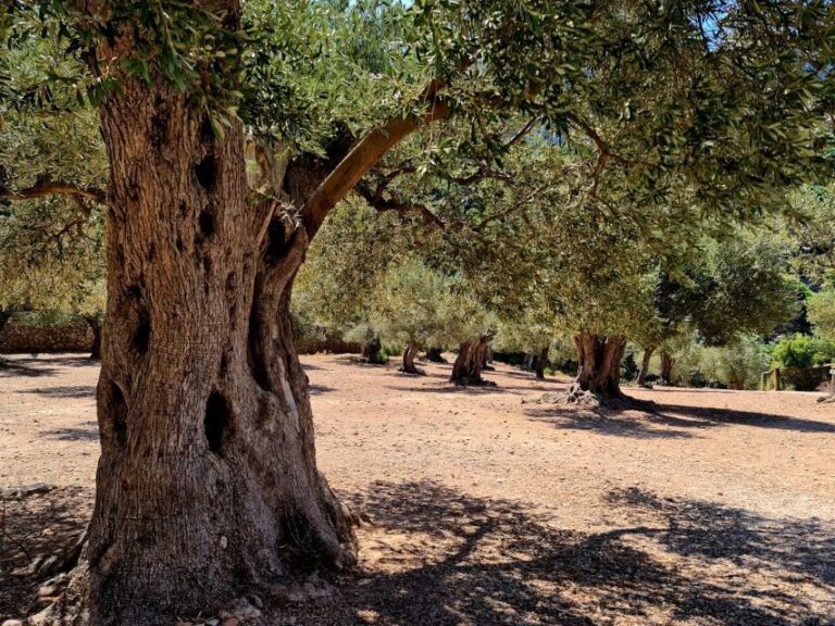 Mallorca: Day Trip to Hidden Gems of Tramuntana with Lunch - How the Experience Comes Together