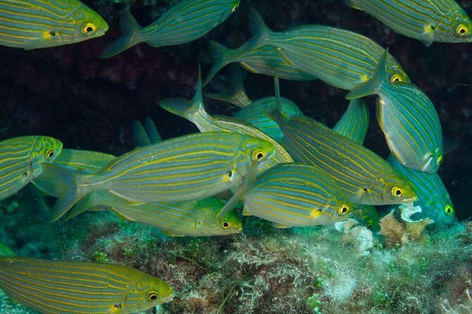 Mallorca: Discover Scuba Diving from the beach - The Coastal Dive: A Gentle Introduction to Marine Life