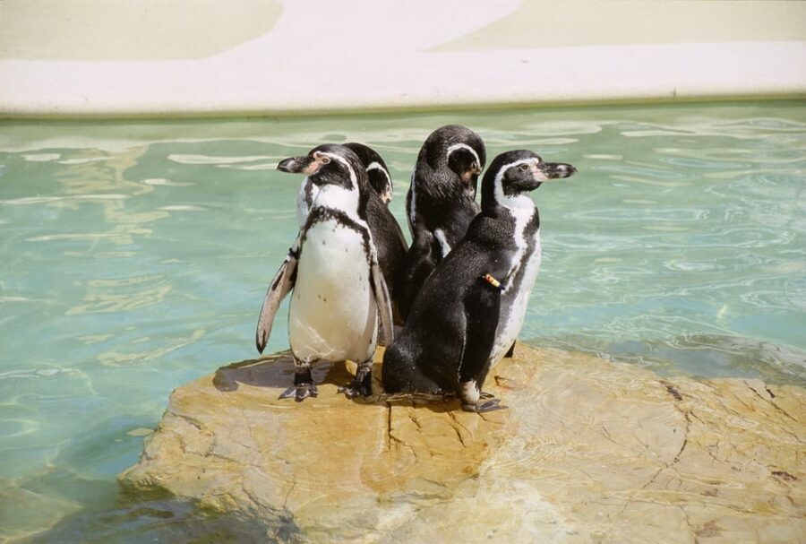 Mallorca: Marineland Tickets with Transfers from the North - Who Should Consider This Tour?