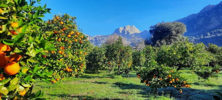 Mallorca: West Coast & Orange Valley Minbustour - The Food and Drink Experience