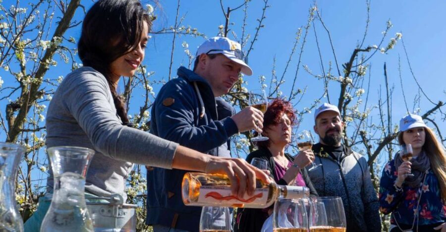 Mallorcas Emblematic Wineries Small Group Tour, two wineries - What’s Included and What’s Not