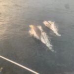 Malta Gozo Comino: Full Day Sailing Charter - Itinerary and What to Expect