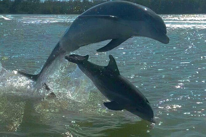 Manatee, Dolphin and 10,000 Islands Sunset Cruise! - The Sum Up