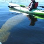 Manatee Kayak Encounter - How This Tour Compares to Similar Experiences