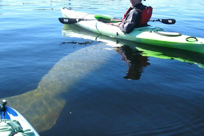 Manatee Kayak Encounter - How This Tour Compares to Similar Experiences