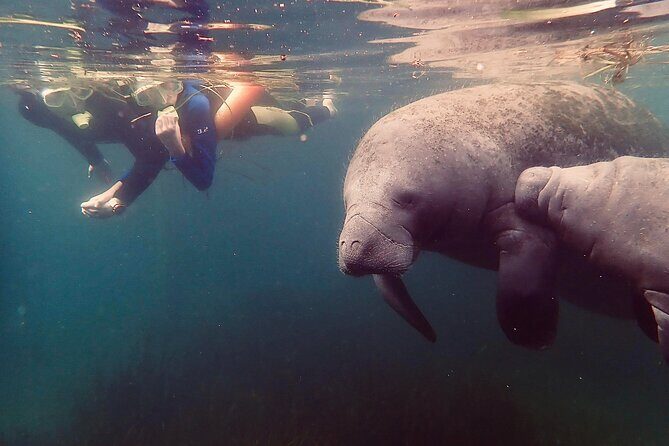 Manatee Snorkel Tour from American Pro Diving Center - Honest Perspectives from Reviewers