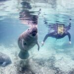 Manatee Snorkel Tour - Small Group - Practical Considerations