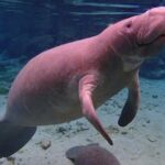 Manatee Swim Tour with In Water Photographer - The Reviews Speak for Themselves