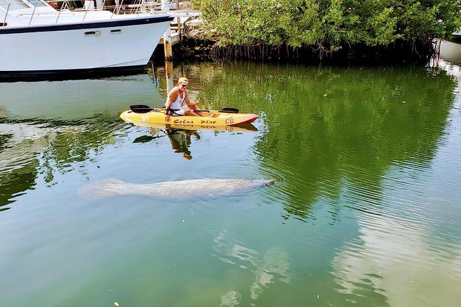 Mangroves and Manatees - Guided Kayak Eco Tour - Who Will Love This Tour?